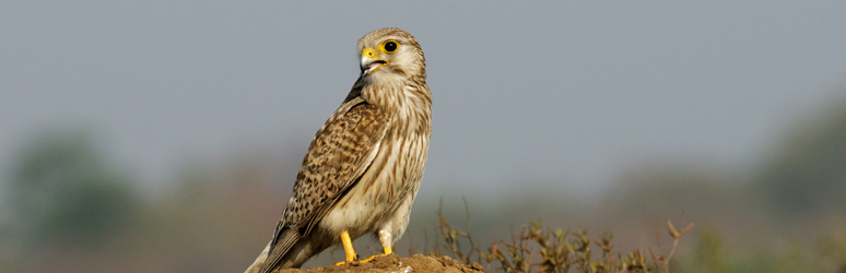 Kestral sat on rock