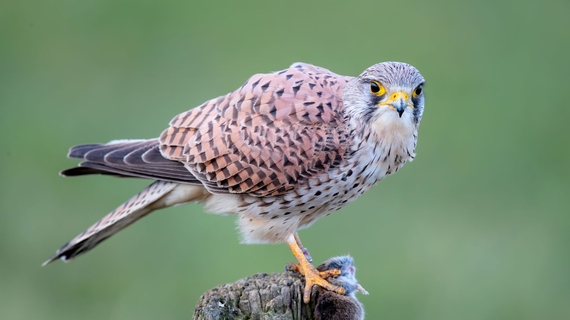 Kestral sat on rock