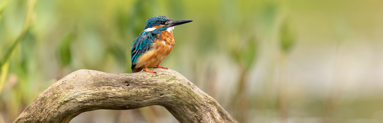 Kingfisher perched above the water