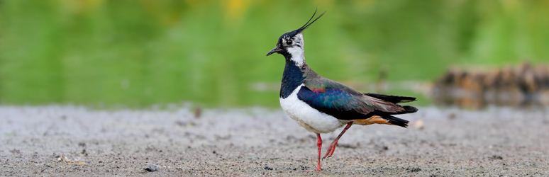 Lapwing