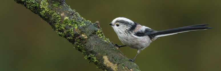 Long tailed tit sat on a tree branch