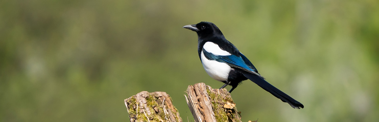 Magpie sat on tree stump