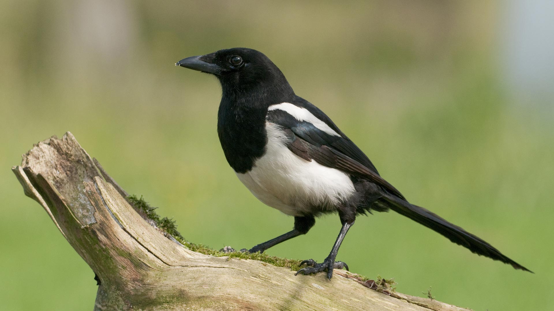 Magpie sat on tree stump