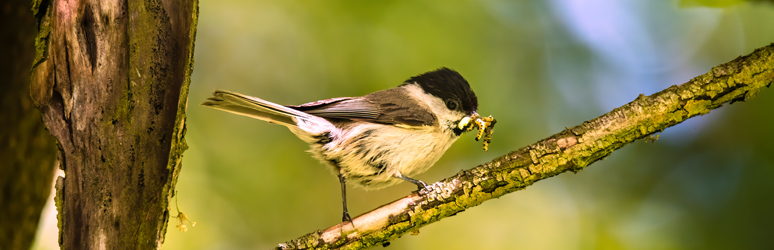 Marsh tit sat on tree branch