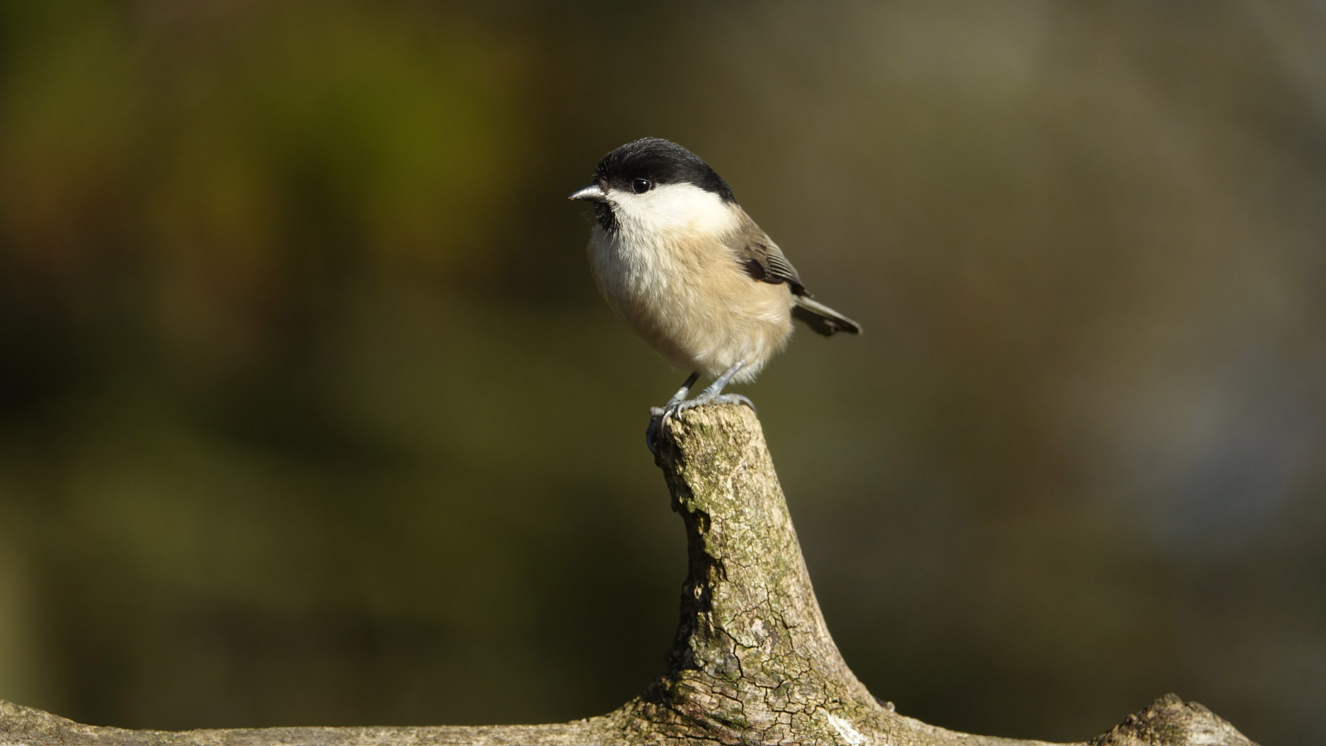 Marsh tit sat on tree branch