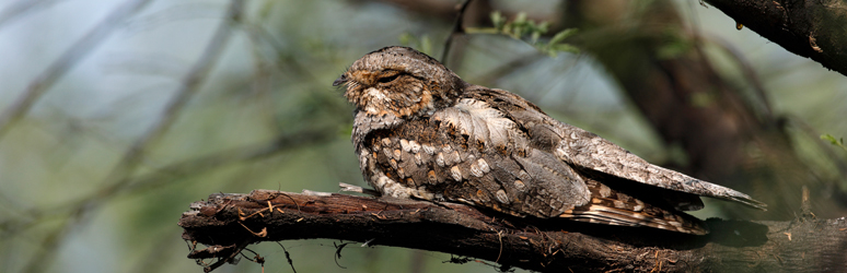 Nightjar sat in tree branches