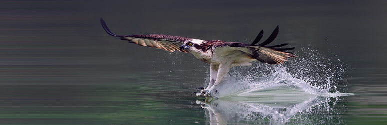 Osprey catching prey