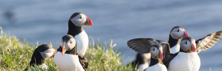 Puffins near Tarland Club Site