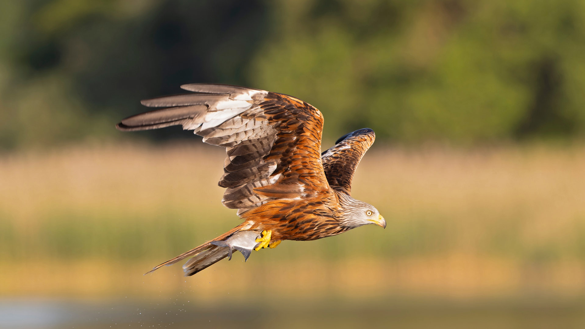 Red Kite