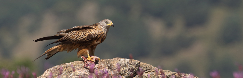 Red Kite