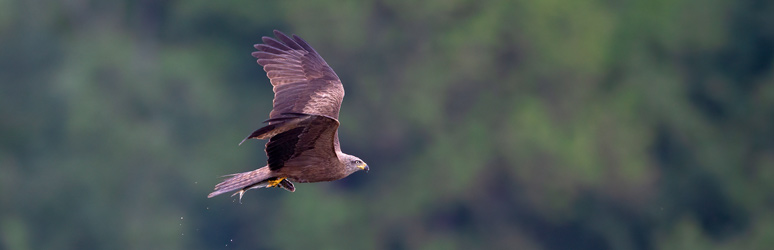 Red kite flying