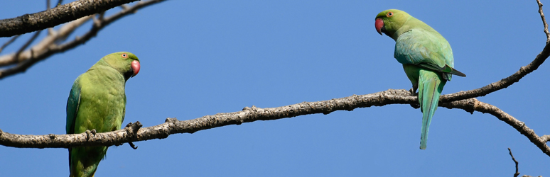 Ringed necked parakeets 