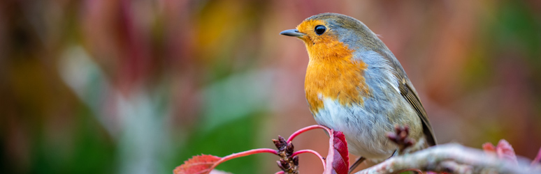 Robin sat in bush