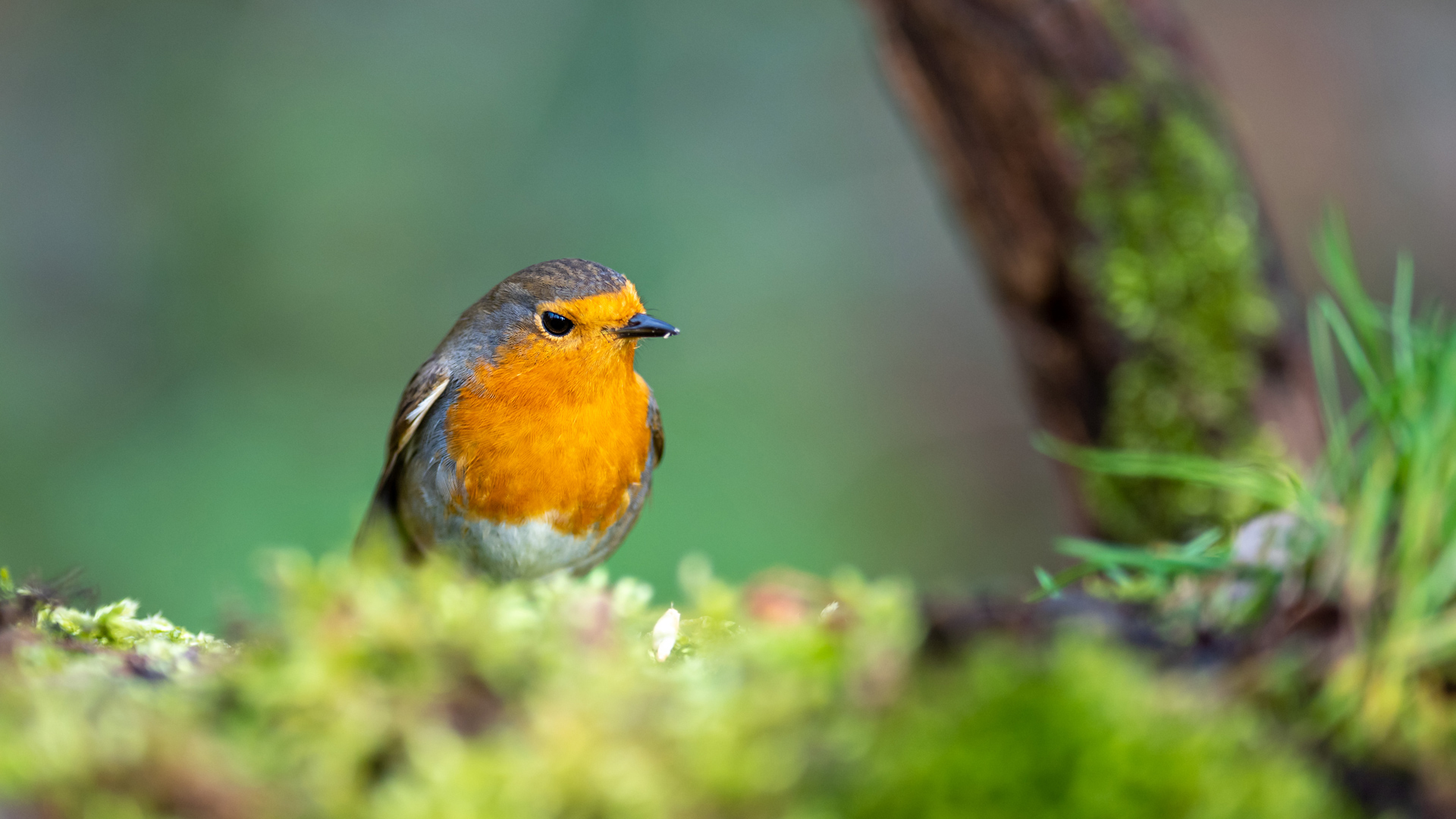 Red breasted robin sat in a tree