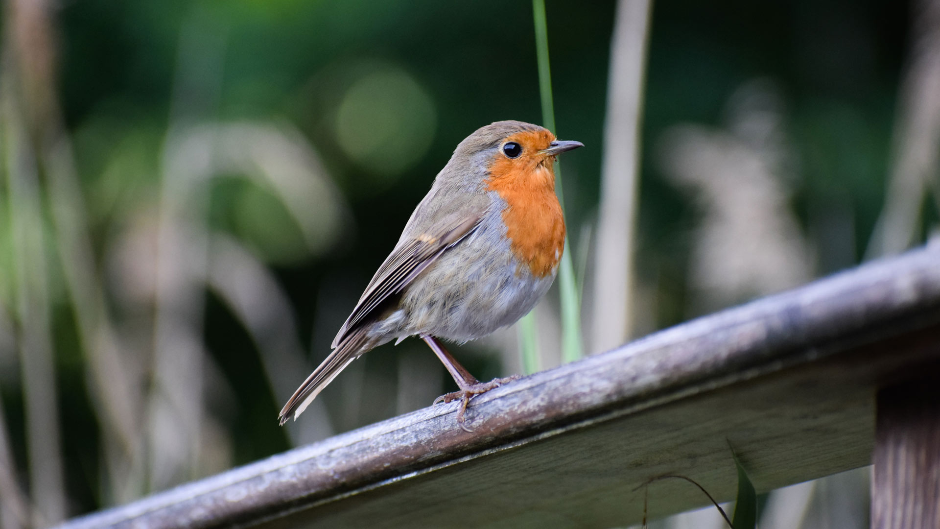 Robin sat in bush