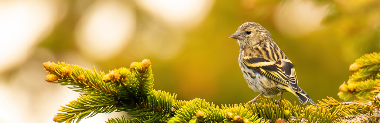 Siskin sat on tree branch