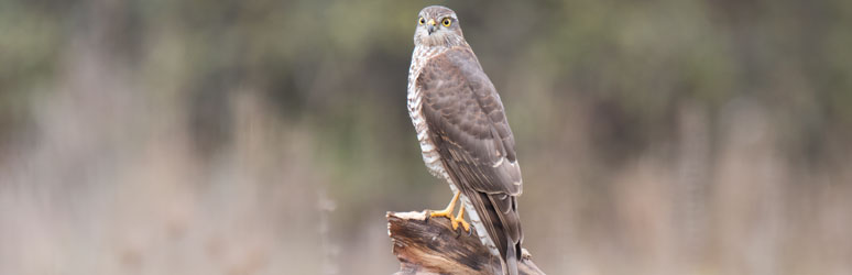 Sparrow hawk sat on branch