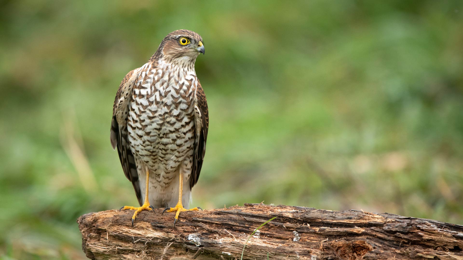 Sparrow hawk sat on branch