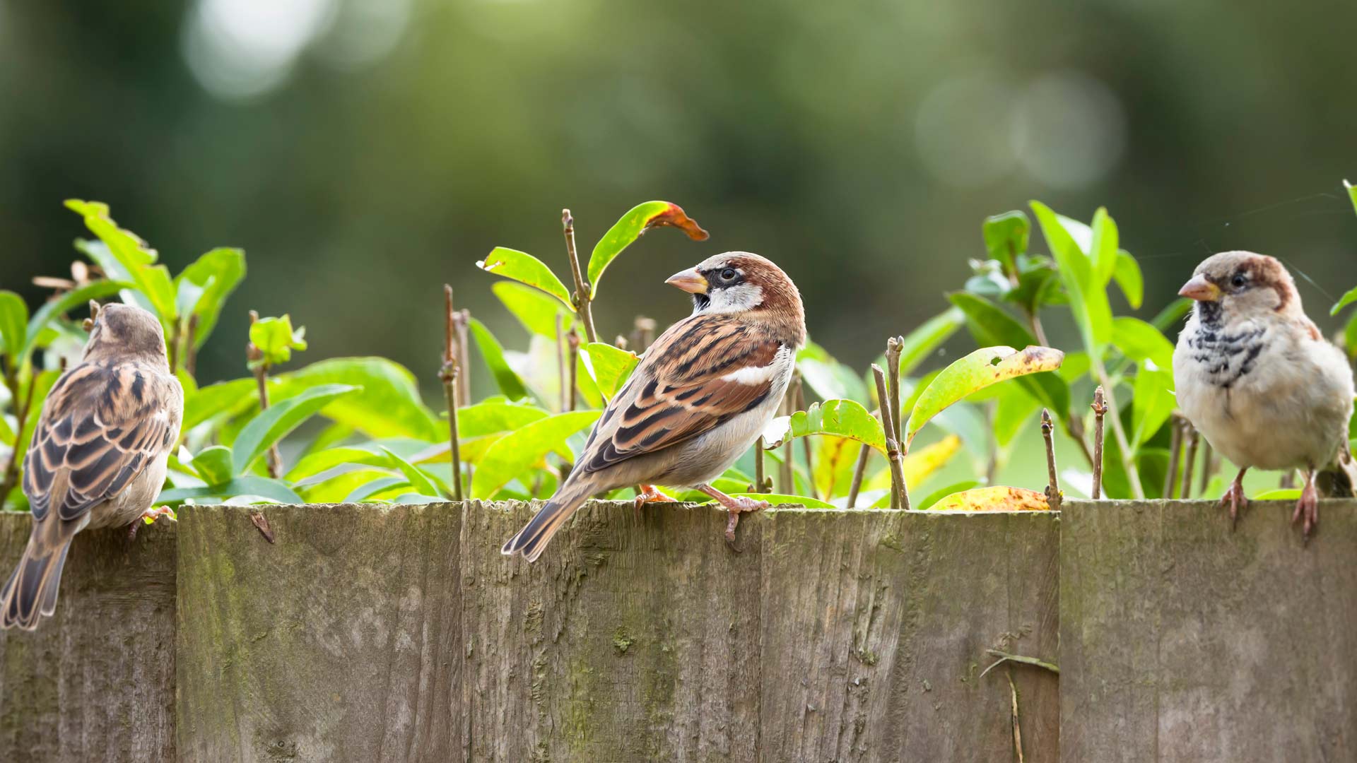 Sparrows sat on garden fence