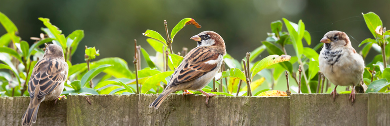 Sparrows sat on garden fence