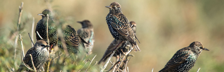 Starlings perching in tree