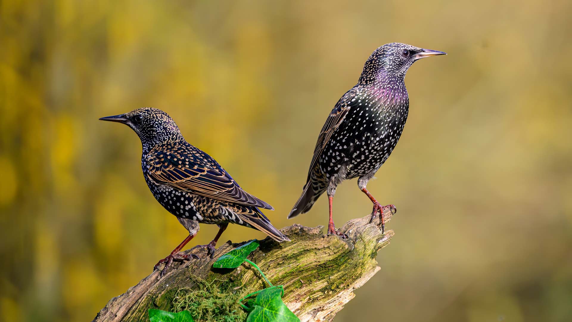 Starlings perching in tree