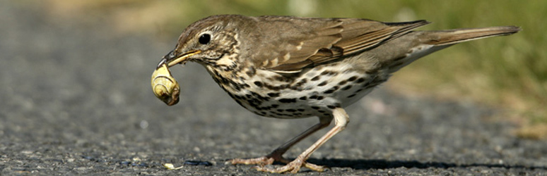 Song thrush eating a snail