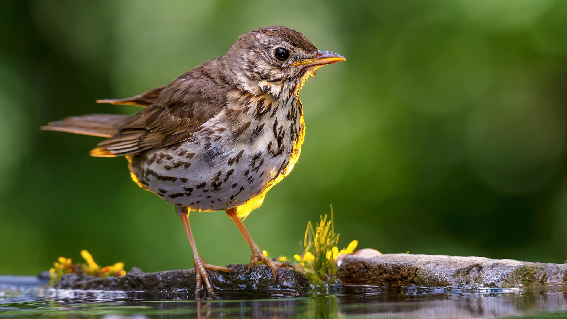 Song thrush eating a snail