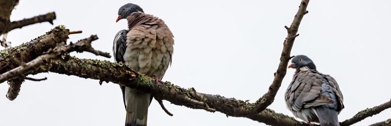 Two woodpigeons sat on tree branch