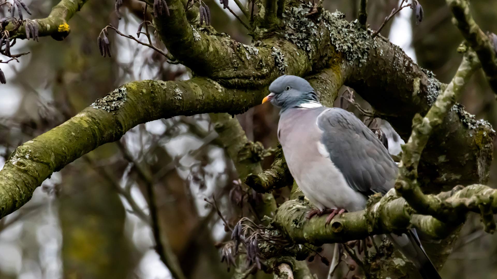 Two woodpigeons sat on tree branch