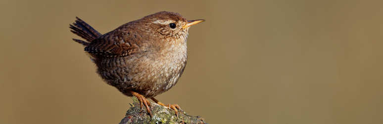 Wren sat on tree stump