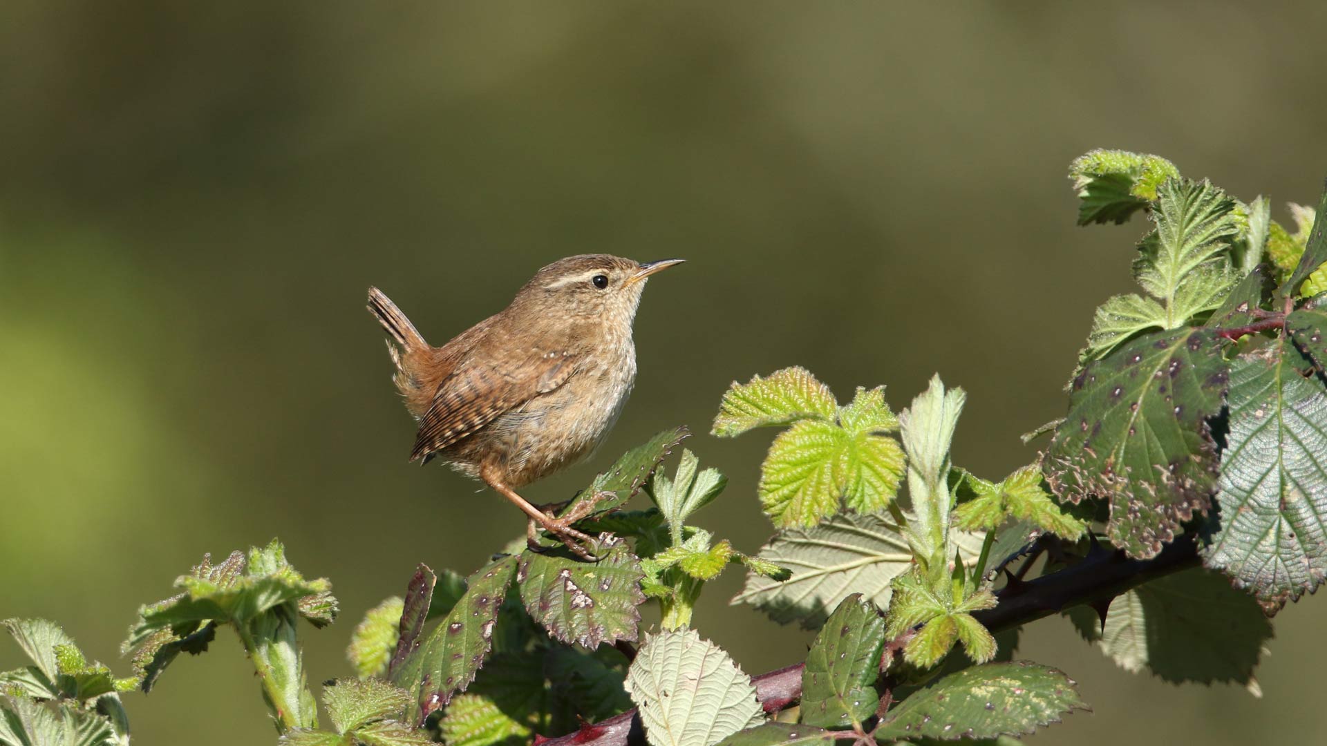 Wren sat on tree stump