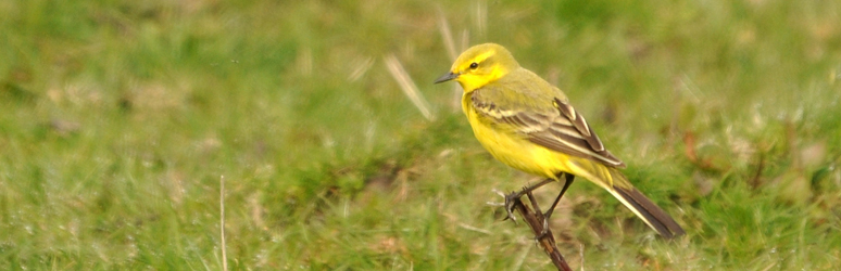 Yellow wagtail spotted in Kent