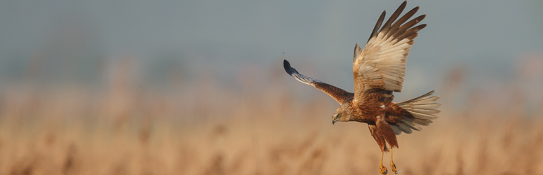 Marsh harrier