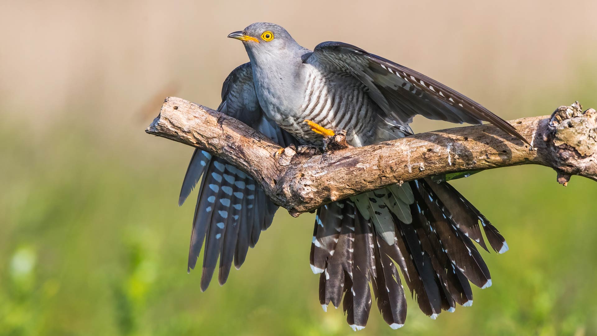 Birds