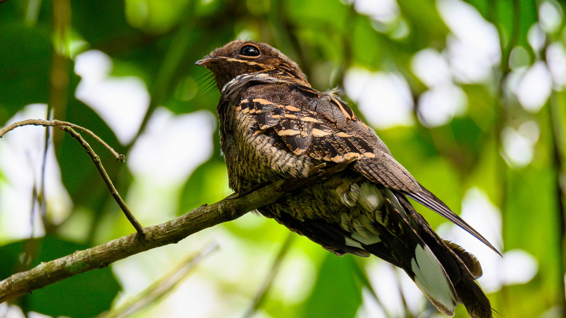 Birds