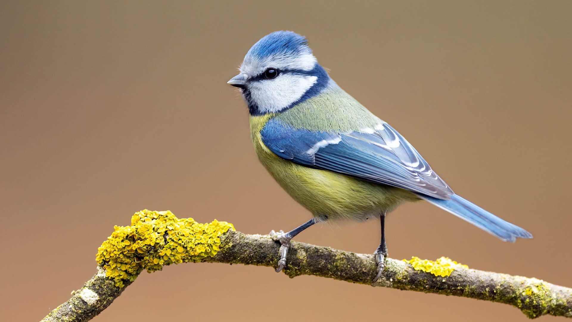 Birds