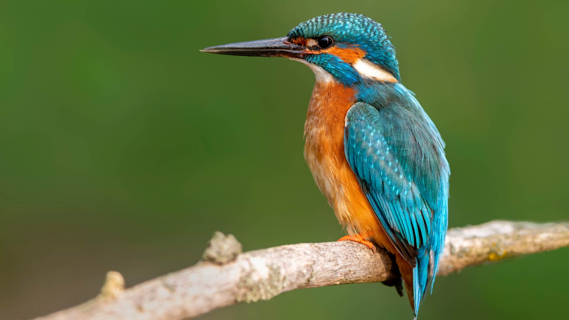 Birds