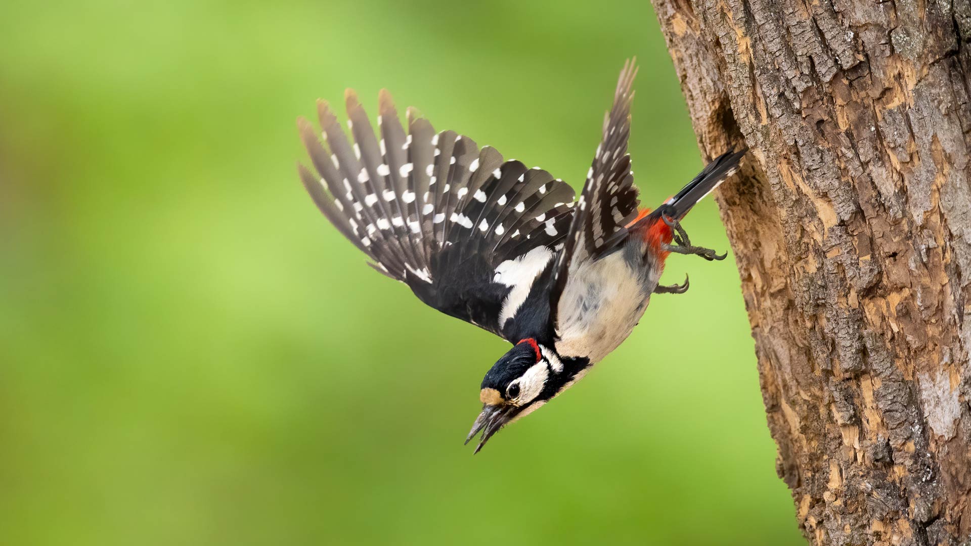 Woodpecker