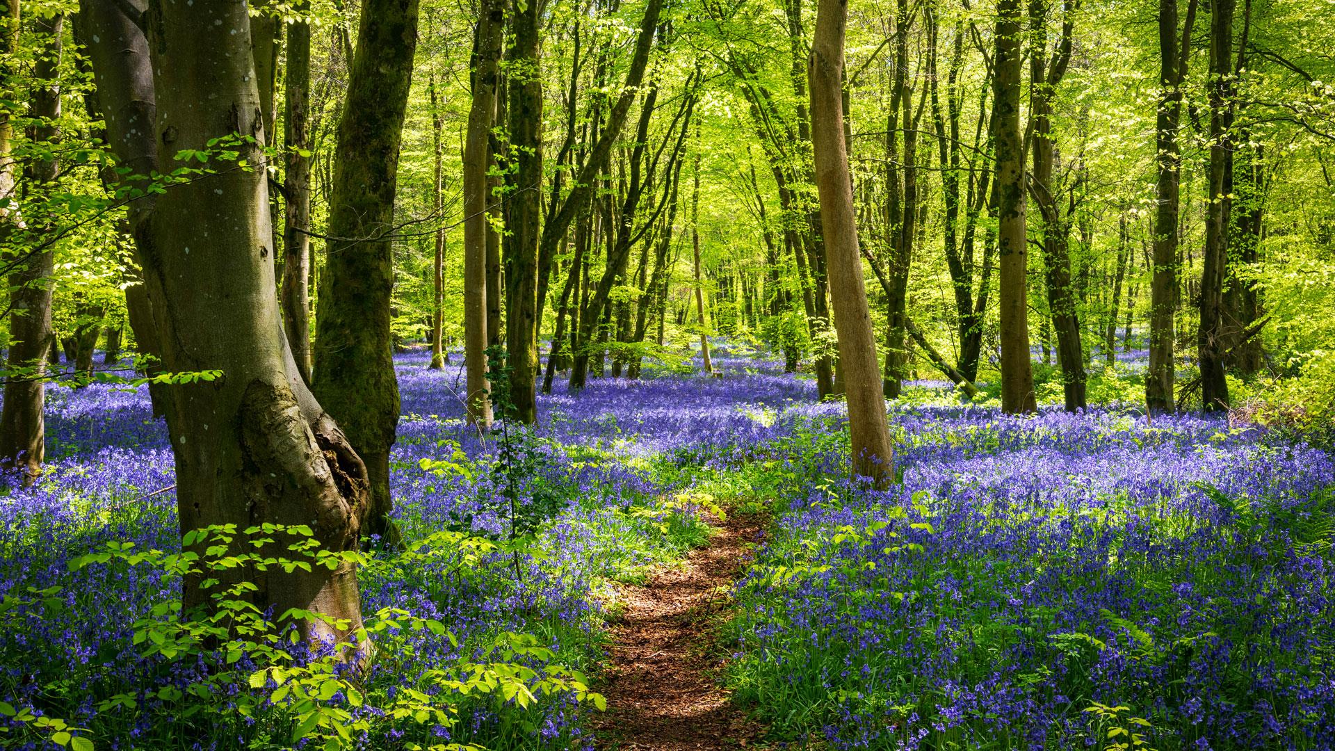 Bluebell Forest