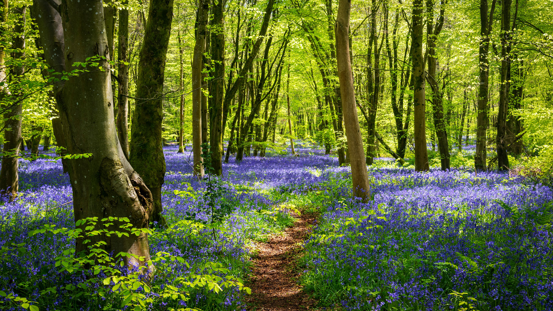 Bluebell Forest