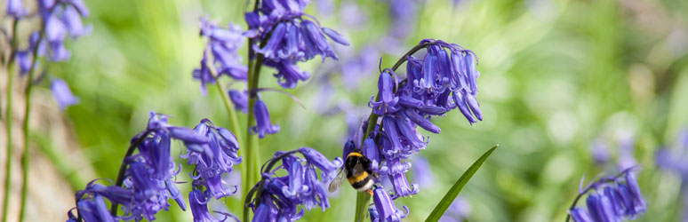 Bluebell Woods