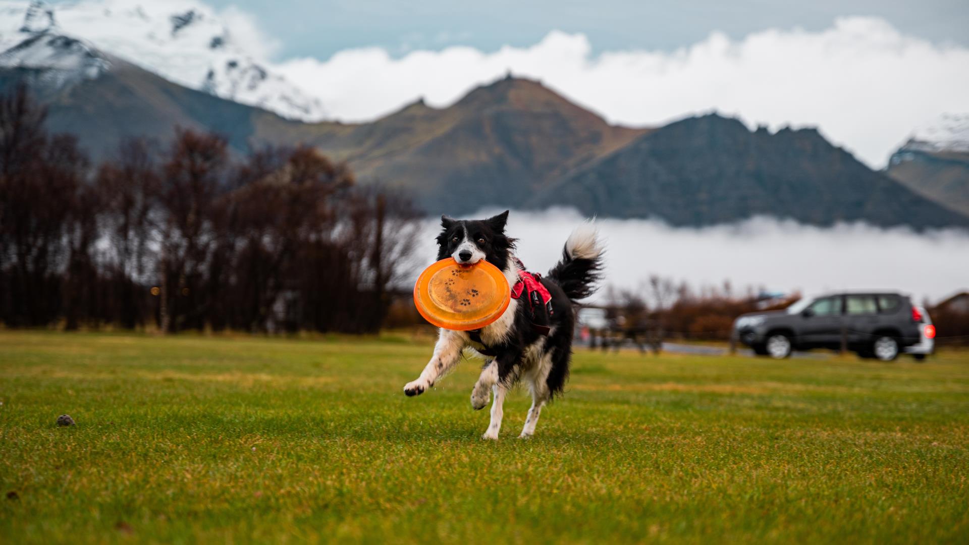 playing with a frisbee