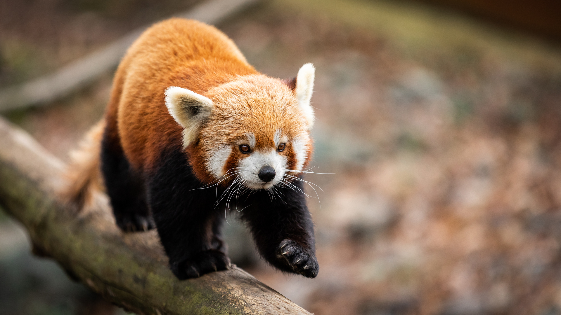 red panda