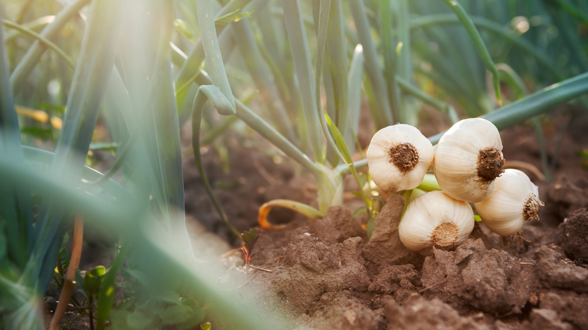 garlic farm