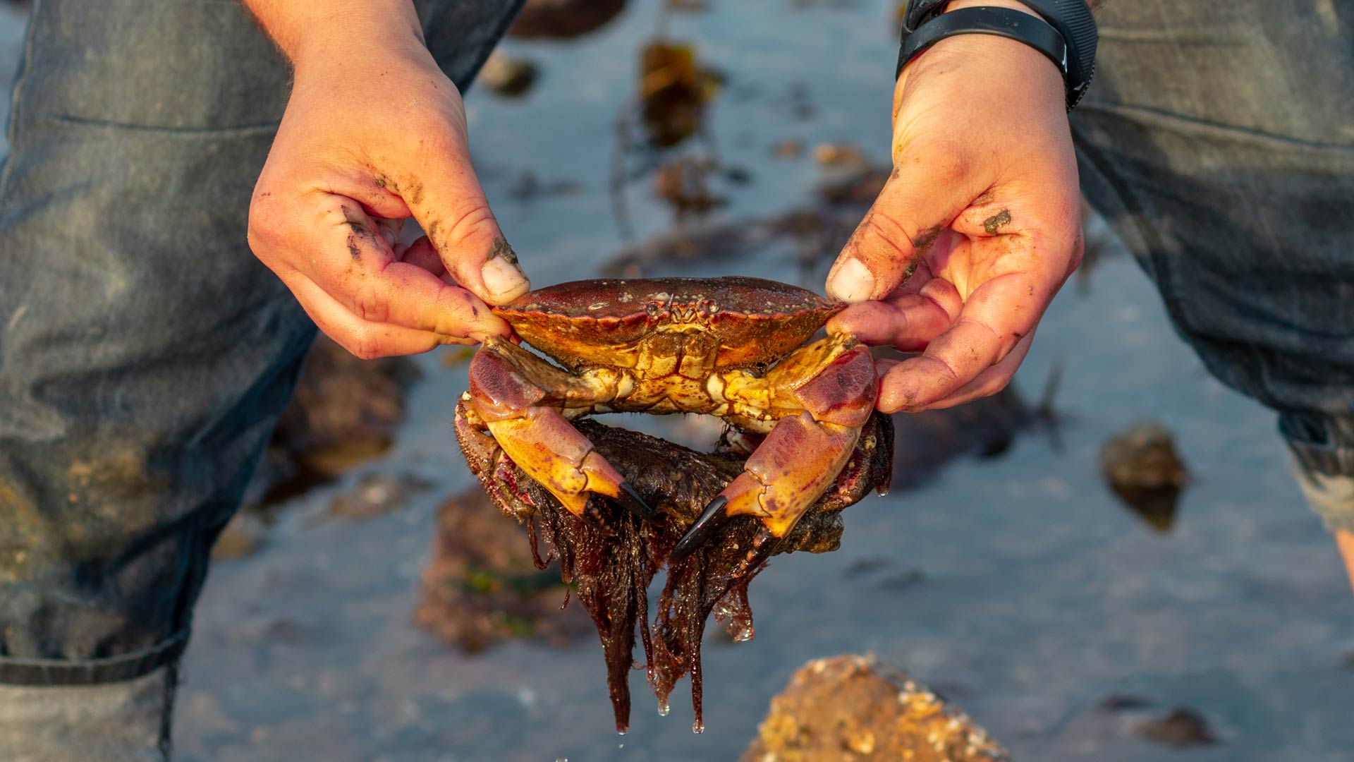 holding a crab