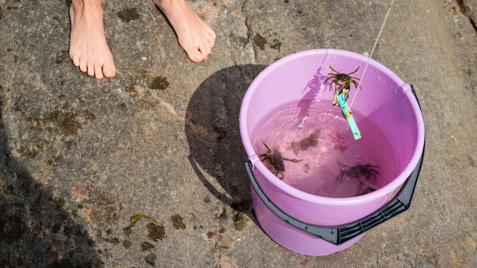 Crabs in bucket