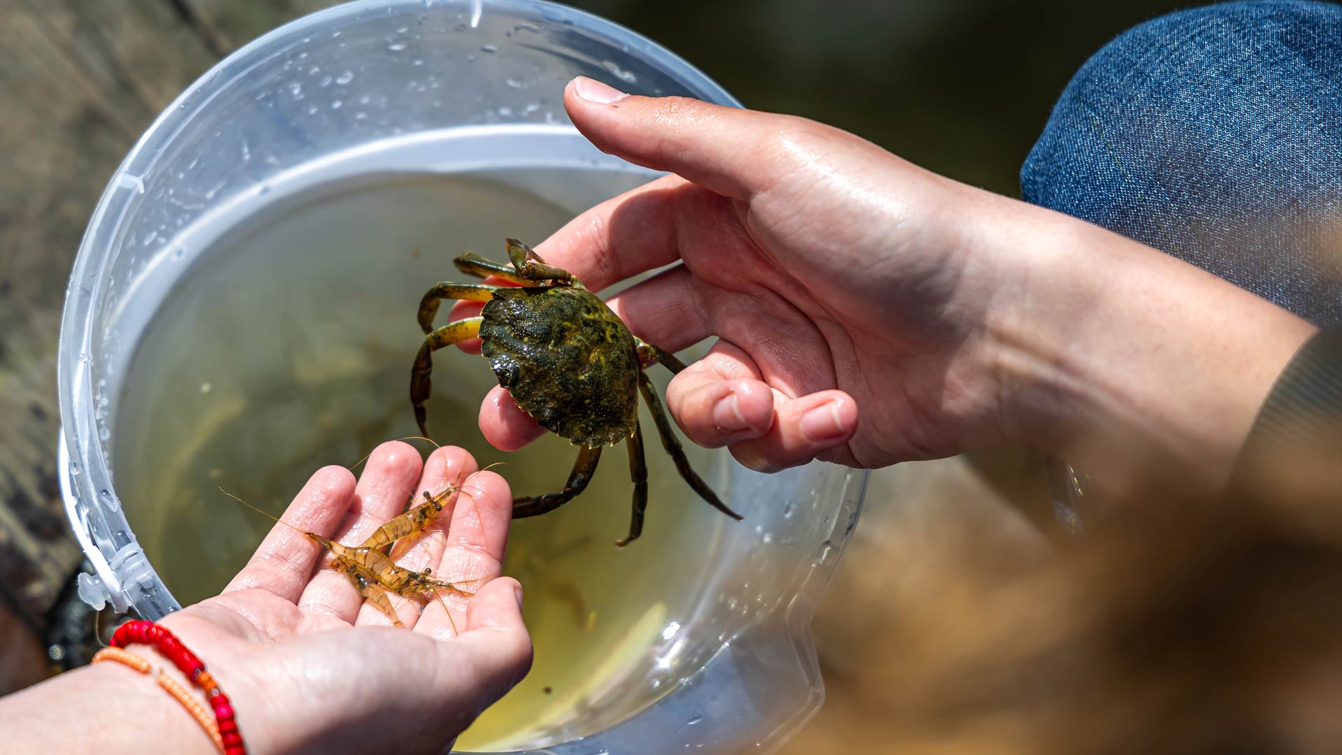 Crab i bucket