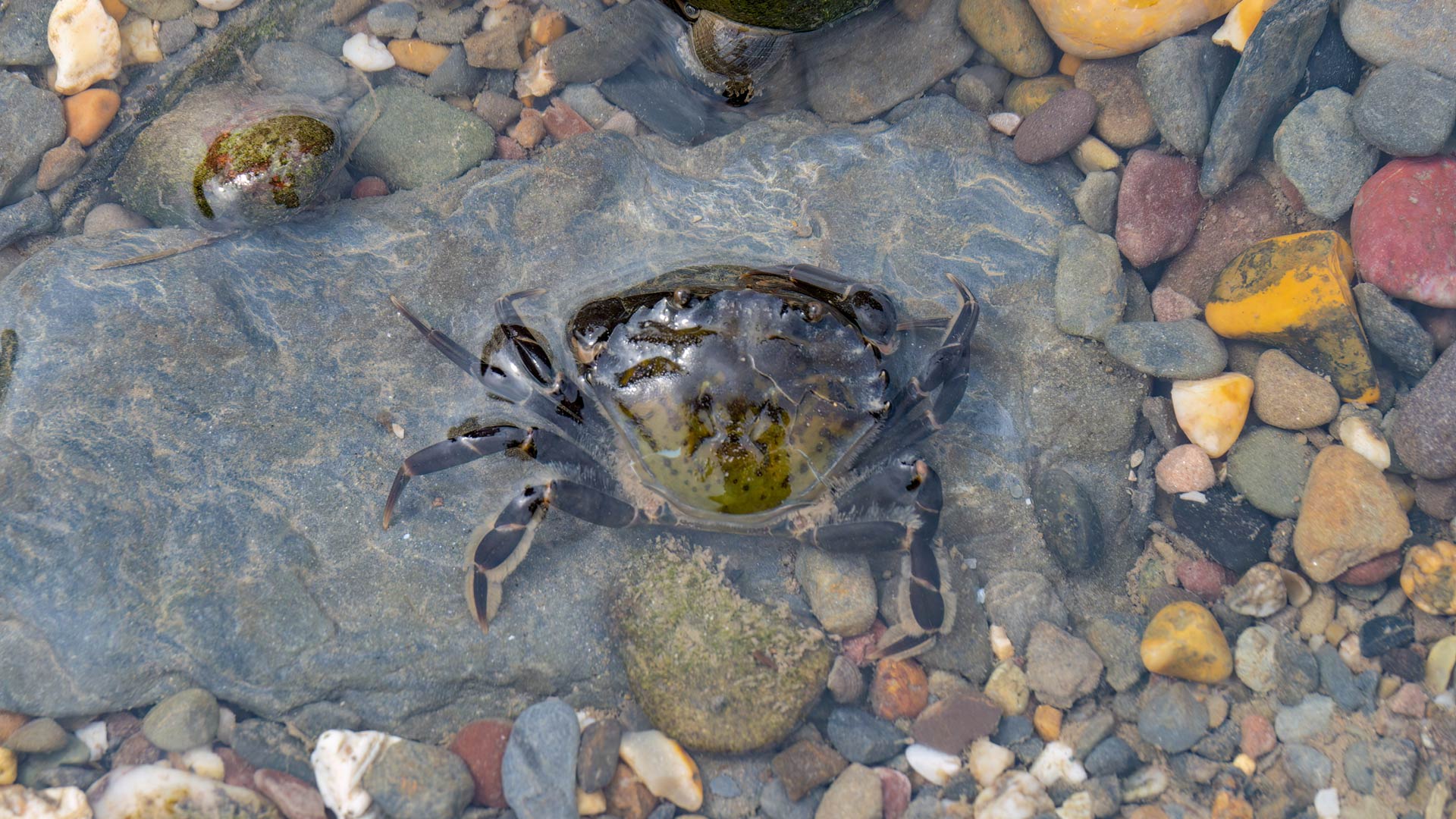Crab in water