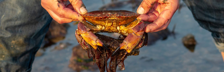 Crabbing in the UK